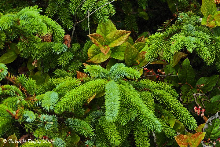 Coastal Flora, Oregon Coast